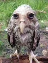 saltowl
