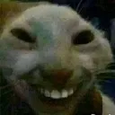 cat_smile cat_smile