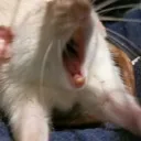 screee
