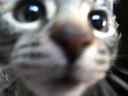 sniff