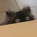 peekingnoodle