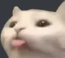 cutecat