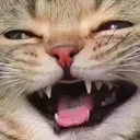 catkek