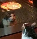 CatPizza