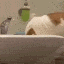 ch_killercat Discord emoji