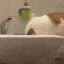 ch_killercat