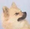 DGlare