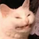 Cat_HEE