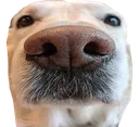 doggoStare doggoStare