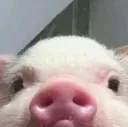 PigPeek PigPeek