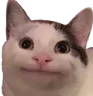 cattok Discord Emoji