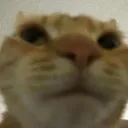 catChe