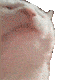 catjam Discord Emoji