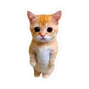 ak_stand