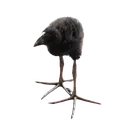 zorpalod zorpalod