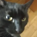 gotstare gotstare