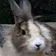 qbunnyNomNomNom