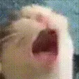 AAAA