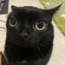 cateyebrownraise cateyebrownraise