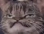 grumpy Discord emoji