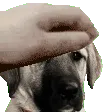 PETTHEBIRDIE