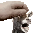 PETTHEGOAT