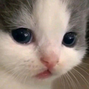 TEA_3catStaring Discord emoji