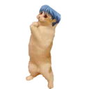 kitescats