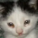 cat_sad cat_sad