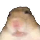 goofyham goofyham