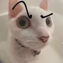 Huhcat
