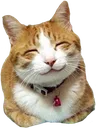happycat
