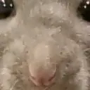 appa3