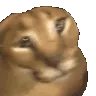 DGfloppaSpin