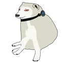 dorg