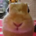 mibunny mibunny