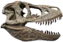 dino