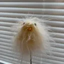 HIM