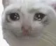 ElMuchachoCat