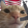 swagcat_american swagcat_american