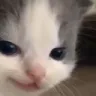 smug_cat