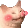 shycat shycat