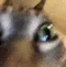 catfreakout