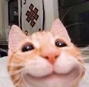 catsmile