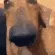 uhm_dog
