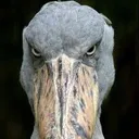 thestarebird