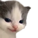 cattoSmirk