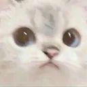 pussa pussa