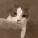 catkiss