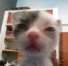 catgoddamn